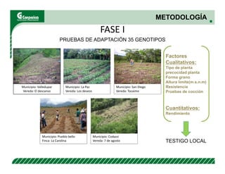 Evaluación agronómica y sensorial de fríjol mejorado nutricionalmente en el Cesar
