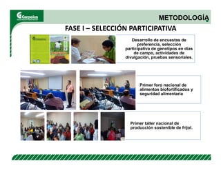 Evaluación agronómica y sensorial de fríjol mejorado nutricionalmente en el Cesar