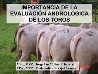 IMPORTANCIA DE LA EVALUACIÓN ANDROLÓGICA DE LOS TOROS MSc., MVZ.  Jorge Ián Molina Echeverri EPA., MVZ.  Paula Sofìa Carvajal Arango 