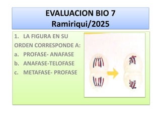 EVALUACION BIO 7
Ramiriqui/2025
1. LA FIGURA EN SU
ORDEN CORRESPONDE A:
a. PROFASE- ANAFASE
b. ANAFASE-TELOFASE
c. METAFASE- PROFASE
 