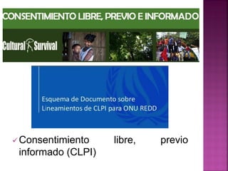 Consentimiento libre, previo
informado (CLPI)
 
