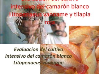 Evaluacion del cultivo intensivo del camarón blanco Litopenaeusvanname y tilapia roja Evaluacion del cultivo intensivo del camarón blanco Litopenaeusvanname 