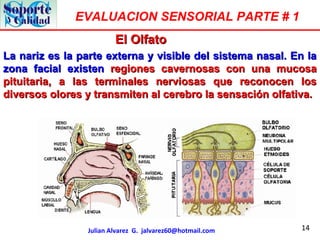 14
EVALUACION SENSORIAL PARTE # 1
Julian Alvarez G. jalvarez60@hotmail.com
La nariz es la parte externa y visible del sist...