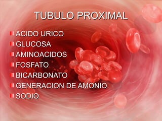 TUBULO PROXIMALTUBULO PROXIMAL
ACIDO URICOACIDO URICO
GLUCOSAGLUCOSA
AMINOACIDOSAMINOACIDOS
FOSFATOFOSFATO
BICARBONATOBICA...