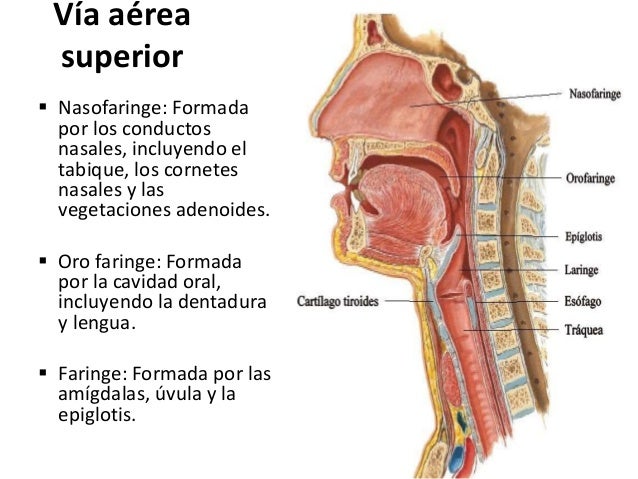 Resultado de imagen para via aerea superior