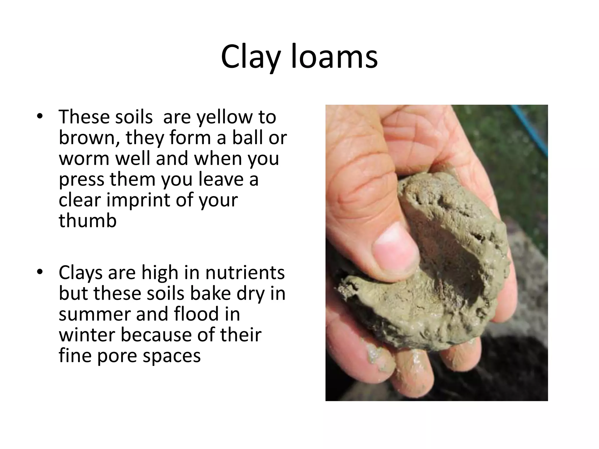 Clay loams
• These soils are yellow to
  brown, they form a ball or
  worm well and when you
  press them you leave a
  clear imprint of your
  thumb

• Clays are high in nutrients
  but these soils bake dry in
  summer and flood in
  winter because of their
  fine pore spaces
 