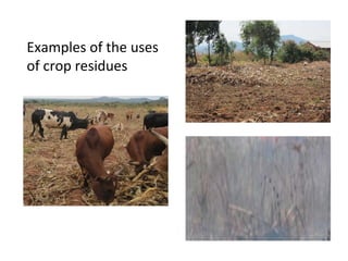 Evaluating use of crop residues for sustainable livestock production in Mzimba district, Malawi