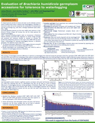 Evaluation of Brachiaria humidicola germplasm
accessions for tolerance to waterlogging
Joisse     Rincón1,       Juan Andrés           Cardoso1,2,        John       Miles 1   and Idupulapati                                                                           Rao 1
1Centro Internacional de Agricultura Tropical (CIAT), A.A. 6713, Cali, Colombia
2University of Granada, 18071 Granada, España
E-mail: j.d.rincon@cgiar.org




In tropical pastures periods of excess soil water can be relatively common                                                   Location and date: A pot experiment was conducted during October 2009, at the Forages
events. Usually, excess water in pasture soils (waterlogging or flooding) is a                                                patio area (CIAT, Cali, Colombia).
short-term event and can be caused by the combination of intensive rains                                                     Genotypes: 66 germplasm accessions of B. humidicola with 7 checks
and low soil drainage (e.g., soils with a drainage impediment layer) (Dias-                                                   (BR04/3207,BR05/1738, BR06/1000, CIAT 26110, CIAT 36087, CIAT
Filho, 2008).                                                                                                                 16843, Brachipara)
Currently, Brachiaria pastures are the most widely sown pastures in Latin                                                    Experimental design: Randomized complete blocks with 4
America. Climate change will increase the risk for these pastures for                                                         replications.
seasonal waterlogging.                                                                                                       Plant culture: Two stem cuttings per pot filled with 1.3kg of a fertilized top soil (Oxisol) from
CIAT´s Brachiaria breeding program seeks to incorporate in Brachiaria                                                         Santander de Quilichao.
hybrids attributes associated with adaptation to climate change (drought                                                    Treatment: After two months of growth, soil was waterlogged with
and excessive soil moisture), thereby to maintain or increase the                                                             a 5cm water lamina over the soil. Drainage of water was prevented
productivity of Brachiaria pastures in the tropics. Since 2005 CIAT has been                                                  using a plastic bag outside the pot and maintained in position by inserting the plastic covered
using a methodology for assessing waterlogging tolerance in Brachiaria                                                        pot into another pot of the same size.
genotypes. The objectives of this study were:
                                                                                                                             Harvest: After 30 days of waterlogging treatment, plants were harvested by separating into
 To evaluate phenotypic differences in waterlogging tolerance among 66
                                                                                                                              green leaves, dead leaves and the remaining shoot material.
   germplasm accessions of B. humidicola along with 7 checks.
                                                                                                                            Measured plant attributes:
 Identify physiological and morphological traits that could be used as
                                                                                                                                                  During growth                                                                        Harvest                                                                                                Others
   indicators of waterlogging tolerance in Brachiaria.
                                                                                                                                        • Leaf chlorophyll content (SPAD)                                                 • Leaf area (cm2 pot-1)                                                                              • Green leaf biomass proportion (%)
                                                                                                                                        • Photosynthetic efficiency in                                                    • Dead leaf biomass, Green leaf                                                                      • Visual evaluation
                                                                                                                                          light adapted leaves (fv’/fm’)                                                    biomass, Stem biomass (g pot1)


After 30 days of waterlogging treatment, differences in tolerance to waterlogging were observed among the genotypes tested. Four genotypes (CIAT 16873, CIAT 6133, CIAT 26371
and CIAT 6707) were found to be outstanding in their ability to withstand waterlogging stress since these genotypes maintained a higher proportion of green leaf biomass compared to
total leaf biomass. The check genotype CIAT 36087 (Mulato 2 ) showed the lower green leaf biomass proportion (Figure 2A). Two other checks (CIAT 26110 and Brachipara) showed an
intermediate level of waterlogging tolerance (Figure 2A).                          6                                                   50
                                                                                                                                                                                               Mean = 59
          CIAT 16843
                                                                                                                                                  A                                            LSD0.05 = 14.18                 CIAT 16873

                                                                                                                                                                                                                                     CIAT 6133
                                                                                                                                                                                                                                                                                                         B                                                  CIAT 16892 CIAT 16891




                                                                                                                                                                                                                                                             Leaf chlorophyll content (SPAD)
                                                                                                                                        5                                                                                 CIAT 26371                                                                                                                             CIAT 16890 CIAT 26411
                                                                                                        Green leaf biomass (g pot -1)




                                                                                                                                                                                                                                         CIAT 6707                                             40
                              CIAT 26371                                                                                                                                                                                    CIAT 26573                                                                                                                                CIAT 26159 CIAT 26152
                                                                                                                                                                                                                                                                                                                                                                                  CIAT 675
                                                                                                                                                                                                                                                                                                                                                                                            CIAT 6707
                                                                                                                                                                                                                                                                                                                                                                                                CIAT 6705
                                                 CIAT 26110         CIAT 26312                                                                                                                                       CIAT 16887
                                                                                                                                                                                                                                           CIAT 26570
                                                                                                                                                                                                                                                                                                     Mean = 30.37                                                           CIAT 16880
                                                                                                                                                                                                                                                                                                                                                                                        CIAT 16873
                                                                                                                                        4                                                                                CIAT 26159       CIAT 6013                                                  LSD0.05 = 9.20                                                                    CIAT 6013 CIAT 679
                                                                                                                                                                                                                    CIAT 6369    CIAT 682                                                                                                                                                CIAT 26570
                                                                                                                                                                                                                      CIAT 26575 CIAT 675 CIAT 679
                                                                                                                                                                             CIAT 26110                                                                                                        30
                                                                                                                                                                                                                     CIAT 26438
                                                                                                                                                                                                                                CIAT 16876                                                                                                CIAT 24146                                      CIAT 6133
                                                                                                                                                                                                                                              CIAT 6705
                                                                                                                                        3    Mean = 2.48
                                                                                                                                                                                                                        CIAT 16888 CIAT 16886                                                                                                                          CIAT 16843
                                                                                                                                             LSD0.05 = 0.97                   BRACHIPARA                                                                                                                                   CIAT 26312
                                                                                  CIAT 36087                                                                                                                                                                                                             BR06 /1000                               CIAT 16180
                                                                                                                                                                                                                     CIAT 16843                                                                20                 BR04 /3207
                                                                                                                                                                                                                                                                                                                                        BRACHIPARA
                                                                                                                                        2               BR04 /3207
                                                                                                                                                                                                                                                                                                              BR05 /1738

                                                                                                                                                      BR05 /1738
                                                                                                                                                                                         CIAT 26145                                                                                                                               CIAT 26110
                                                                                                                                                         BR06 /1000                                    CIAT 16879                                                                              10
                                                                                                                                                                                       CIAT 16180
                                                                                                                                        1
                                                                                                                                                                                                    CIAT 16882                                                                                           CIAT 36087
                                            Intermediate        Susceptible      Susceptible                                                     CIAT 36087
                                                                                                                                                                     CIAT 26312                                                                                                                                                                  Mean = 59
   Tolerant check      Tolerant genotype        check            genotype          check                                                                                                                                                                                                                                                         LSD0.05 = 14.18
                                                                                                                                        0                                                                                                                                                      0
Figure 1. Phenotypic differences among Brachiaria genotypes under waterlogged                                                               20                30                  40                  50            60              70                80                                            20                30                40             50              60                70            80
conditions.                                                                                                                                                            Green leaf biomass proportion (%)                                                                                                                       Green leaf biomass proportion (%)

Leaf chlorophyll content showed a significant positive correlation with green leaf biomass proportion                                                                                                            Figure 2. A. Relationship between green leaf biomass proportion and
(r2= 0.42), thus indicating that this is a physiological trait that can be used as a tool to evaluate                                                                                                            green leaf biomass for 73 Brachiaria genotypes grown under waterlogging
differences of waterlogging tolerance among genotypes of Brachiaria (Figure 2B). The genotype that                                                                                                               conditions. B. Relationship between green leaf biomass proportion and
showed the highest value of total biomass after 30 days of waterlogging treatment was the tolerant                                                                                                               leaf chlorophyll content (SPAD). Brachiaria genotypes that showed greater
                                                                                                                                                                                                                 values of green leaf biomass, leaf chlorophyll content and green leaf
check CIAT 16843 (Brachiaria arrecta) and the one with the lower total biomass was Brachiaria
                                                                                                                                                                                                                 biomass proportion were identified in the upper, right hand quadrant.
humidicola CIAT 26312 (Figure 3).
                                                                                                                                        35

                                                                                                                                                                                              Stem; LSD O.O5 = 3.12                                                                                           Figure 3 . Influence of waterlogging on
                                                                                                                                        30                                                    Dead leaf; LSD O.O5 = 0.99
                                                                                                                                                                                                                                                                                                              genotypic variation in shoot biomass of
                                                                                                Shoot biomass (g pot-1)




                                                                                                                                                                                              Green leaf; LSD O.O5 = 0.97
 Identified four Brachiaria humidicola (CIAT 16873, CIAT 6133, CIAT                                                                    25
                                                                                                                                                                                                                                                                                                              66 Brachiaria humidicola germplasm
  26371 and CIAT 6707) germplasm accessions that were superior to                                                                                                                                                                                                                                             accessions and 7 checks. LSD values are
  the other genotypes in their tolerance to waterlogging.                                                                                                                                                                                                                                                     at the 0.05 probability level.
                                                                                                                                        20


 Green leaf biomass, leaf chlorophyll content and green leaf biomass                                                                   15
  proportion are the three variables that can be used as selection
  criteria for evaluating waterlogging tolerance in Brachiaria.                                                                         10


                                                                                                                                        5


                                                                                                                                        0
 Caetano L. P and M. B. Días-Filho. 2008. Responses of six Brachiaria spp. accessions to
                                                                                                                                                     CIAT 6013
                                                                                                                                                      CIAT 675
                                                                                                                                                      CIAT 679
                                                                                                                                                     CIAT 6133
                                                                                                                                                      CIAT 682
                                                                                                                                                     CIAT 6705




                                                                                                                                                     CIAT 6738
                                                                                                                                                     CIAT 6707




                                                                                                                                                     CIAT 6709
                                                                                                                                                     CIAT 6369
                                                                                                                                                    CIAT 16843
                                                                                                                                                    CIAT 26570

                                                                                                                                                    CIAT 16873
                                                                                                                                                    CIAT 26371


                                                                                                                                                  BRACHIPARA
                                                                                                                                                    CIAT 26375
                                                                                                                                                    CIAT 26414
                                                                                                                                                    CIAT 26438
                                                                                                                                                    CIAT 26575

                                                                                                                                                    CIAT 26415
                                                                                                                                                    CIAT 26573
                                                                                                                                                    CIAT 26154
                                                                                                                                                   C IAT 16890
                                                                                                                                                    CIAT 26159
                                                                                                                                                    CIAT 26416
                                                                                                                                                    CIAT 16894
                                                                                                                                                    CIAT 16350

                                                                                                                                                    CIAT 26110
                                                                                                                                                    CIAT 26425
                                                                                                                                                    CIAT 16868
                                                                                                                                                    CIAT 16887
                                                                                                                                                    CIAT 26427
                                                                                                                                                    BR04 /3207
                                                                                                                                                    CIAT 16886
                                                                                                                                                    CIAT 26411
                                                                                                                                                    CIAT 16867
                                                                                                                                                    CIAT 16876
                                                                                                                                                    CIAT 16181
                                                                                                                                                    CIAT 16888
                                                                                                                                                    CIAT 26430
                                                                                                                                                    CIAT 16889
                                                                                                                                                    CIAT 16883
                                                                                                                                                    CIAT 24146
                                                                                                                                                    CIAT 16878
                                                                                                                                                    CIAT 16866
                                                                                                                                                    CIAT 26160
                                                                                                                                                    CIAT 36083
                                                                                                                                                    CIAT 26152
                                                                                                                                                    CIAT 16885
                                                                                                                                                    CIAT 26155
                                                                                                                                                    CIAT 26407
                                                                                                                                                    CIAT 16180
                                                                                                                                                    CIAT 16874
                                                                                                                                                    CIAT 16892
                                                                                                                                                    CIAT 16877
                                                                                                                                                    CIAT 16880
                                                                                                                                                    CIAT 16891
                                                                                                                                                    BR05 /1738
                                                                                                                                                    CIAT 16870
                                                                                                                                                    CIAT 16882
                                                                                                                                                    CIAT 26413
                                                                                                                                                    CIAT 26151
                                                                                                                                                    CIAT 16871
                                                                                                                                                    CIAT 26145
                                                                                                                                                    CIAT 26149
                                                                                                                                                    BR06 /1000
                                                                                                                                                    CIAT 16182
                                                                                                                                                    CIAT 16183
                                                                                                                                                    CIAT 16884
                                                                                                                                                    CIAT 36087
                                                                                                                                                    CIAT 26181
                                                                                                                                                    CIAT 16879
                                                                                                                                                    CIAT 26312




  root zone flooding. R. Bras. Zootec. 37: 795-801.
 Rincón, J., R. Garcia, J.W. Miles and I. M. Rao. 2008. Genotypic variation in waterlogging
  tolerance of 71 promising Brachiaria hybrids. In: Improved multipurpose forages for the                                                                                                                                                                  Genotype
  developing world.Annual report 2008. CIAT. Cali, Colombia, pp 49-53 .
 Rao, I. M., J. Rincón, R. Garcia, J. Ricaurte and J.W. Miles. 2007. Screening for tolerance                                                     ACKNOWLEDGEMENTS
  to waterlogging in Brachiaria hybrids. Poster paper presented at the international
  annual meeting ASA-CSSA-SSSA. 2007.                                                                                                             This work is supported from the funds of FONTAGRO
 