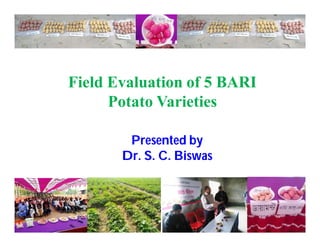 Field Evaluation of 5 BARI
Potato Varieties
Presented by
Dr. S. C. Biswas
 