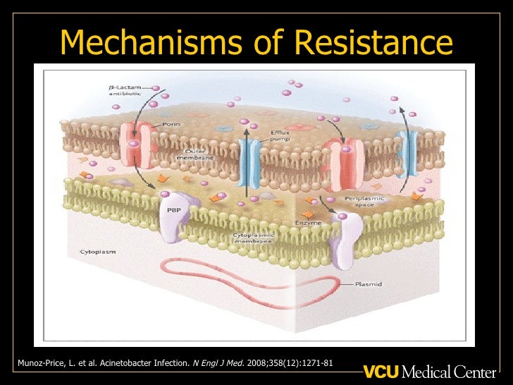 6 antibiotic mechanisms of resistance Eastern States Of Evaluation Acinetobacter Infection,