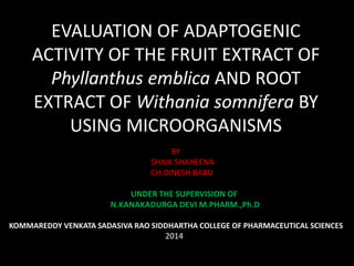 EVALUATION OF ADAPTOGENIC 
ACTIVITY OF THE FRUIT EXTRACT OF 
Phyllanthus emblica AND ROOT 
EXTRACT OF Withania somnifera BY 
USING MICROORGANISMS 
BY 
SHAIK SHAHEENA 
CH.DINESH BABU 
UNDER THE SUPERVISION OF 
N.KANAKADURGA DEVI M.PHARM.,Ph.D 
KOMMAREDDY VENKATA SADASIVA RAO SIDDHARTHA COLLEGE OF PHARMACEUTICAL SCIENCES 
2014 
 