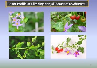 10
Plant Profile of Climbing brinjal (Solanum trilobatum)
 