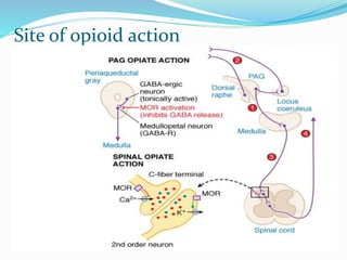 Site of opioid action
 