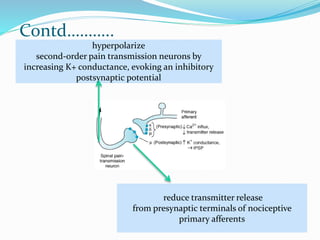 Contd………..
reduce transmitter release
from presynaptic terminals of nociceptive
primary afferents
hyperpolarize
second-order pain transmission neurons by
increasing K+ conductance, evoking an inhibitory
postsynaptic potential
 
