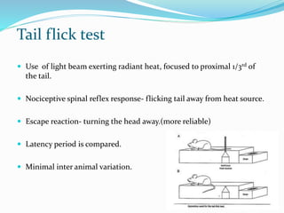 Tail flick test
 Use of light beam exerting radiant heat, focused to proximal 1/3rd of
the tail.
 Nociceptive spinal reflex response- flicking tail away from heat source.
 Escape reaction- turning the head away.(more reliable)
 Latency period is compared.
 Minimal inter animal variation.
 