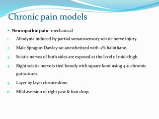 Chronic pain models
 Neuropathic pain- mechanical
1. Allodynia induced by partial somatosensory sciatic nerve injury.
2. Male Sprague-Dawley rat anesthetized with 4% halothane.
3. Sciatic nerves of both sides are exposed at the level of mid-thigh.
4. Right sciatic nerve is tied loosely with square knot using 4-0 chromic
gut sutures.
5. Layer by layer closure done.
6. Mild aversion of right paw & foot drop.
 