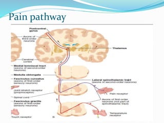 Pain pathway
 