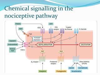 Chemical signalling in the
nociceptive pathway
 