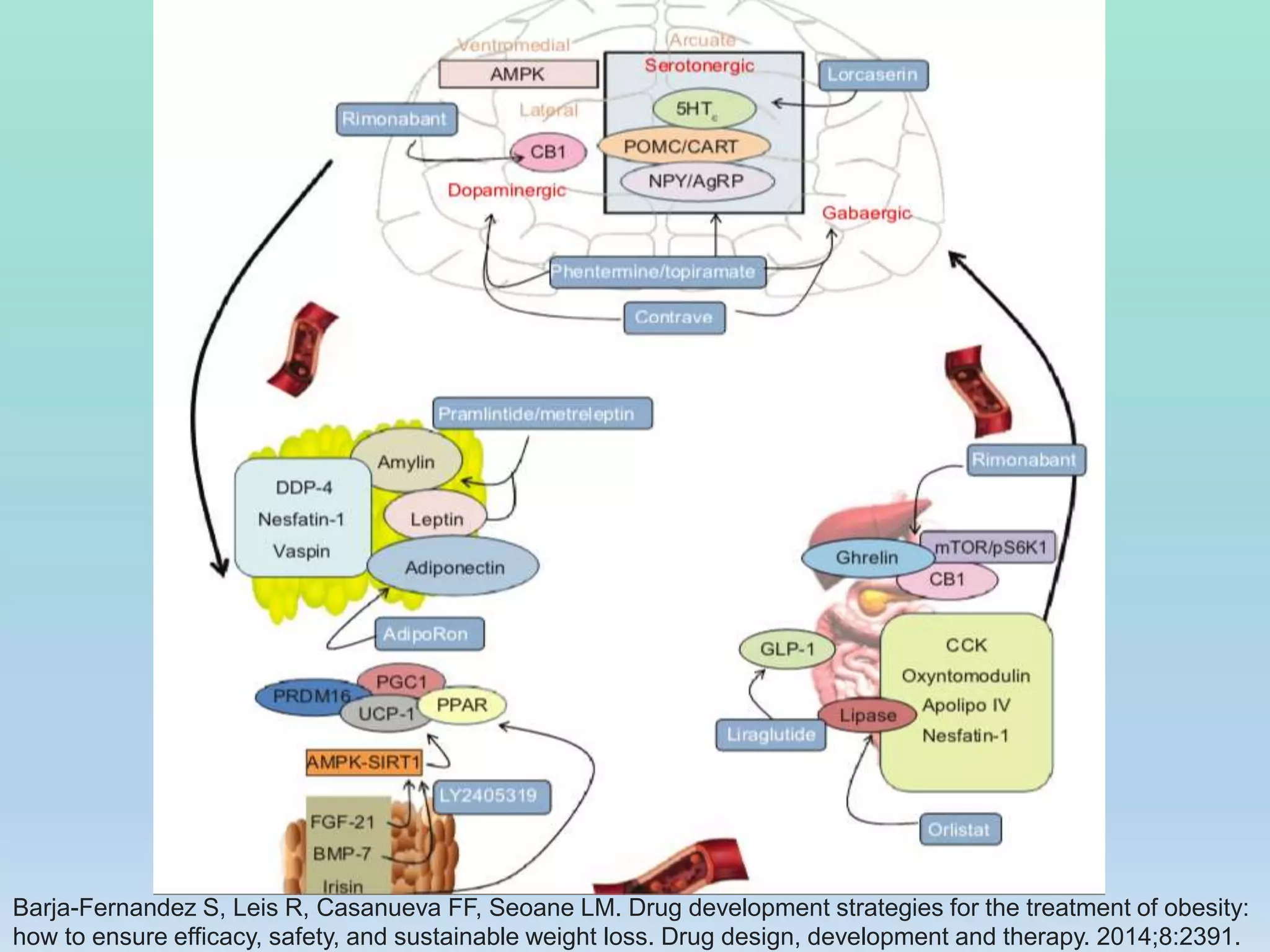 Barja-Fernandez S, Leis R, Casanueva FF, Seoane LM. Drug development strategies for the treatment of obesity:
how to ensure efficacy, safety, and sustainable weight loss. Drug design, development and therapy. 2014;8:2391.
 