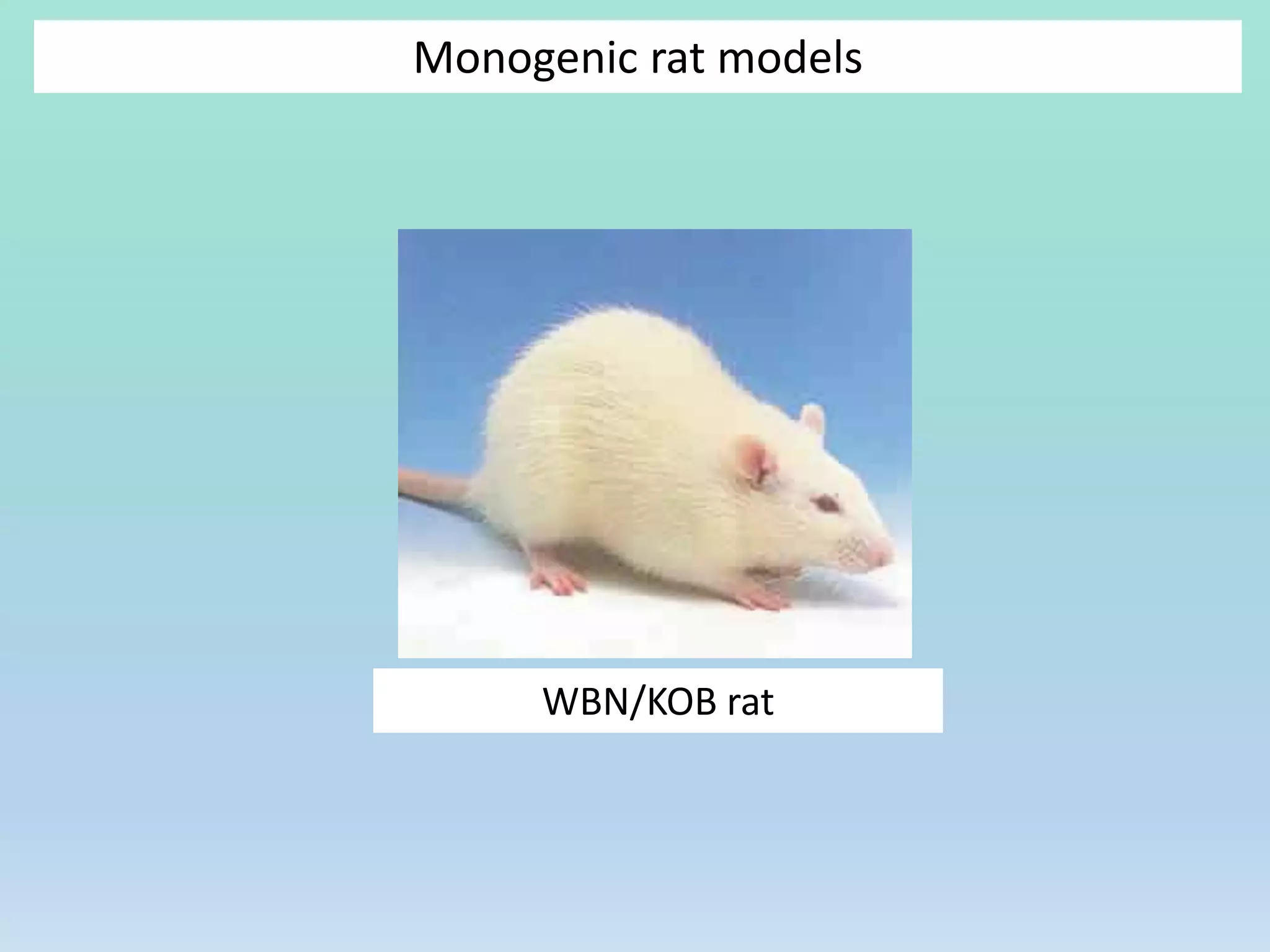 Monogenic rat models
WBN/KOB rat
 