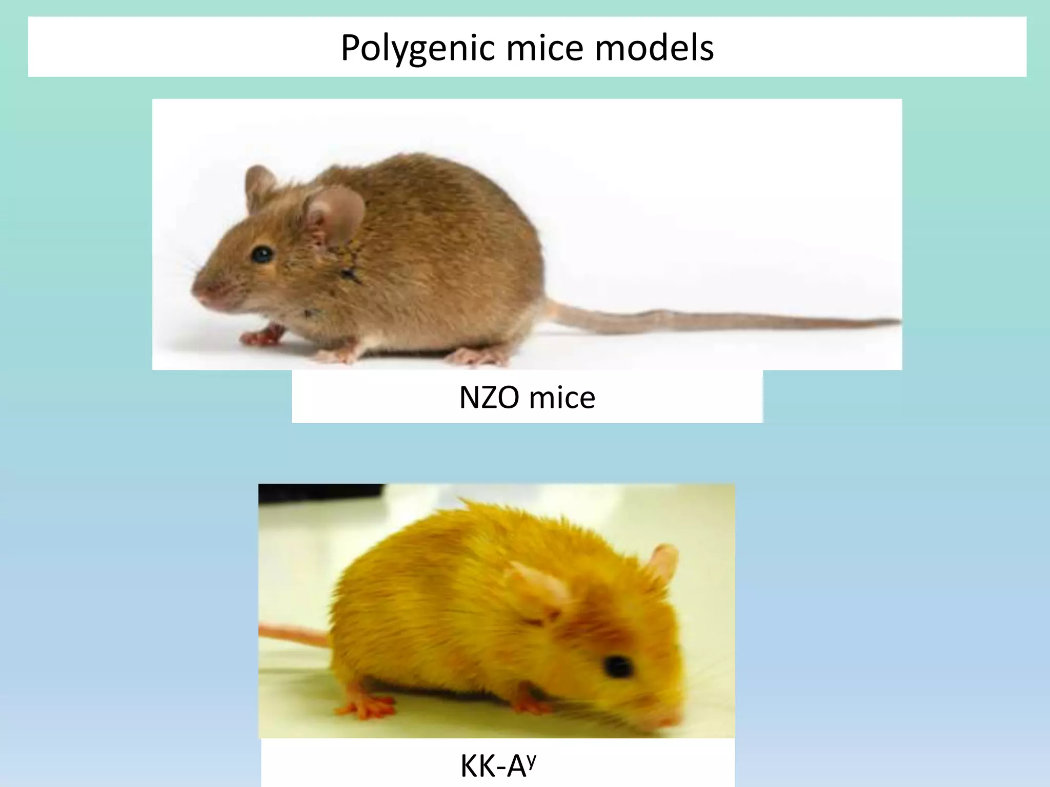Polygenic mice models
NZO mice
KK-Ay
 