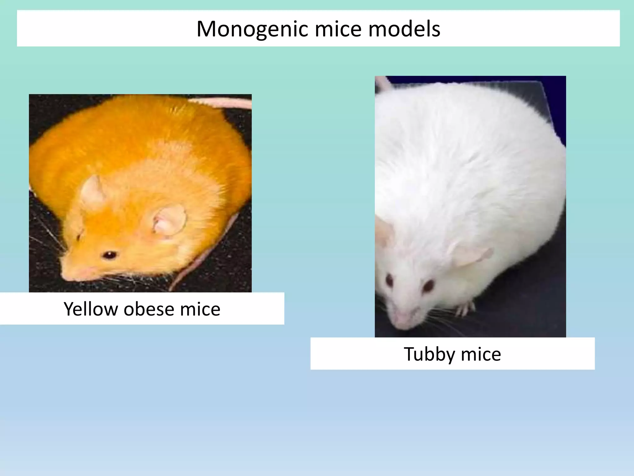 Monogenic mice models
Yellow obese mice
Tubby mice
 
