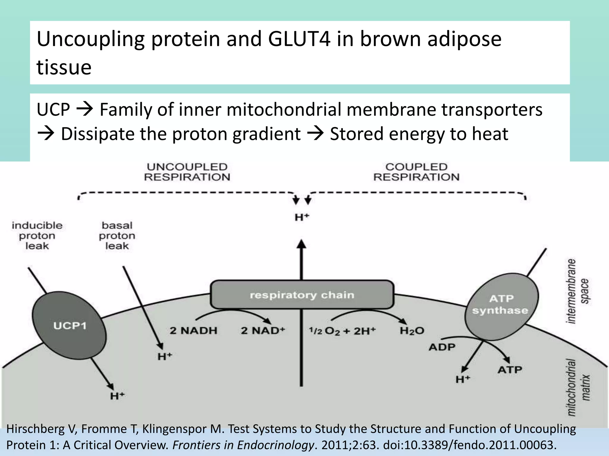 Uncoupling protein and GLUT4 in brown adipose
tissue
UCP  Family of inner mitochondrial membrane transporters
 Dissipate the proton gradient  Stored energy to heat
Hirschberg V, Fromme T, Klingenspor M. Test Systems to Study the Structure and Function of Uncoupling
Protein 1: A Critical Overview. Frontiers in Endocrinology. 2011;2:63. doi:10.3389/fendo.2011.00063.
 
