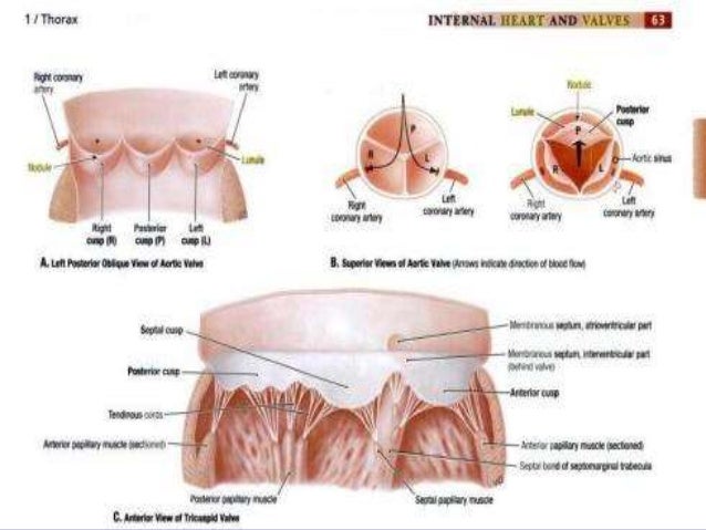 Echocardiographic Evaluation Of Aortic Stenosis Echocardiographic Evaluation Of Aortic Stenosis