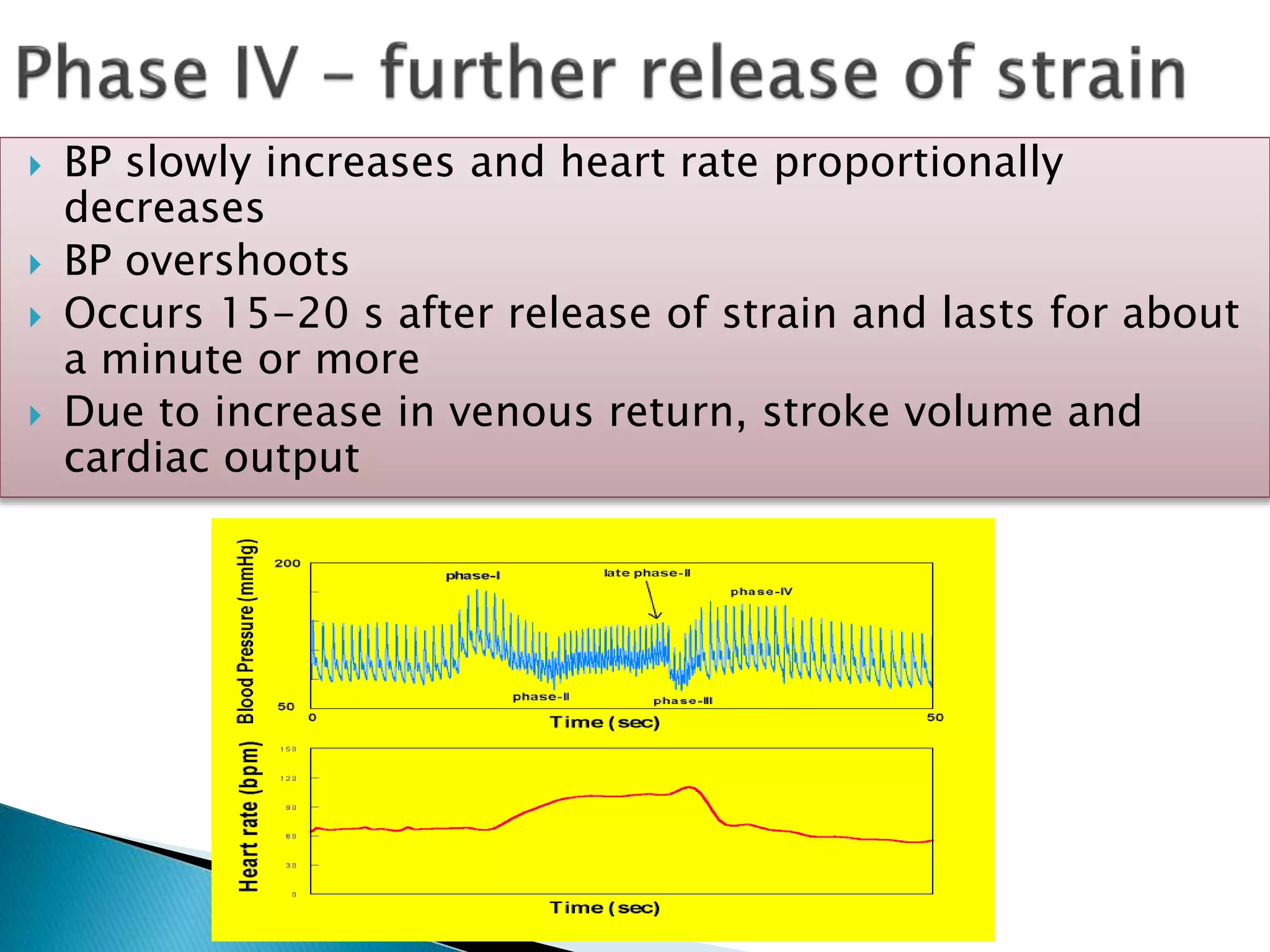  BP slowly increases and heart rate proportionally
decreases
 BP overshoots
 Occurs 15-20 s after release of strain and lasts for about
a minute or more
 Due to increase in venous return, stroke volume and
cardiac output
 