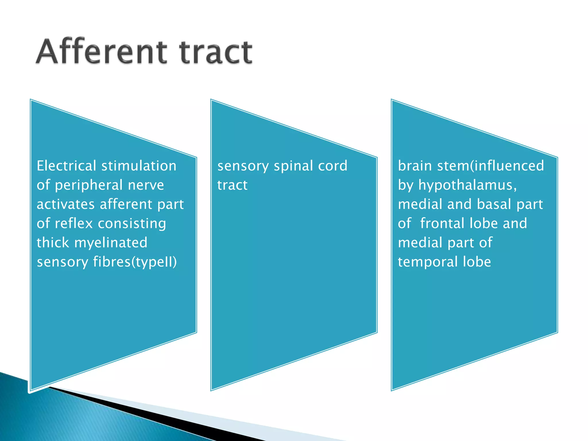 Electrical stimulation
of peripheral nerve
activates afferent part
of reflex consisting
thick myelinated
sensory fibres(typeII)
sensory spinal cord
tract
brain stem(influenced
by hypothalamus,
medial and basal part
of frontal lobe and
medial part of
temporal lobe
 