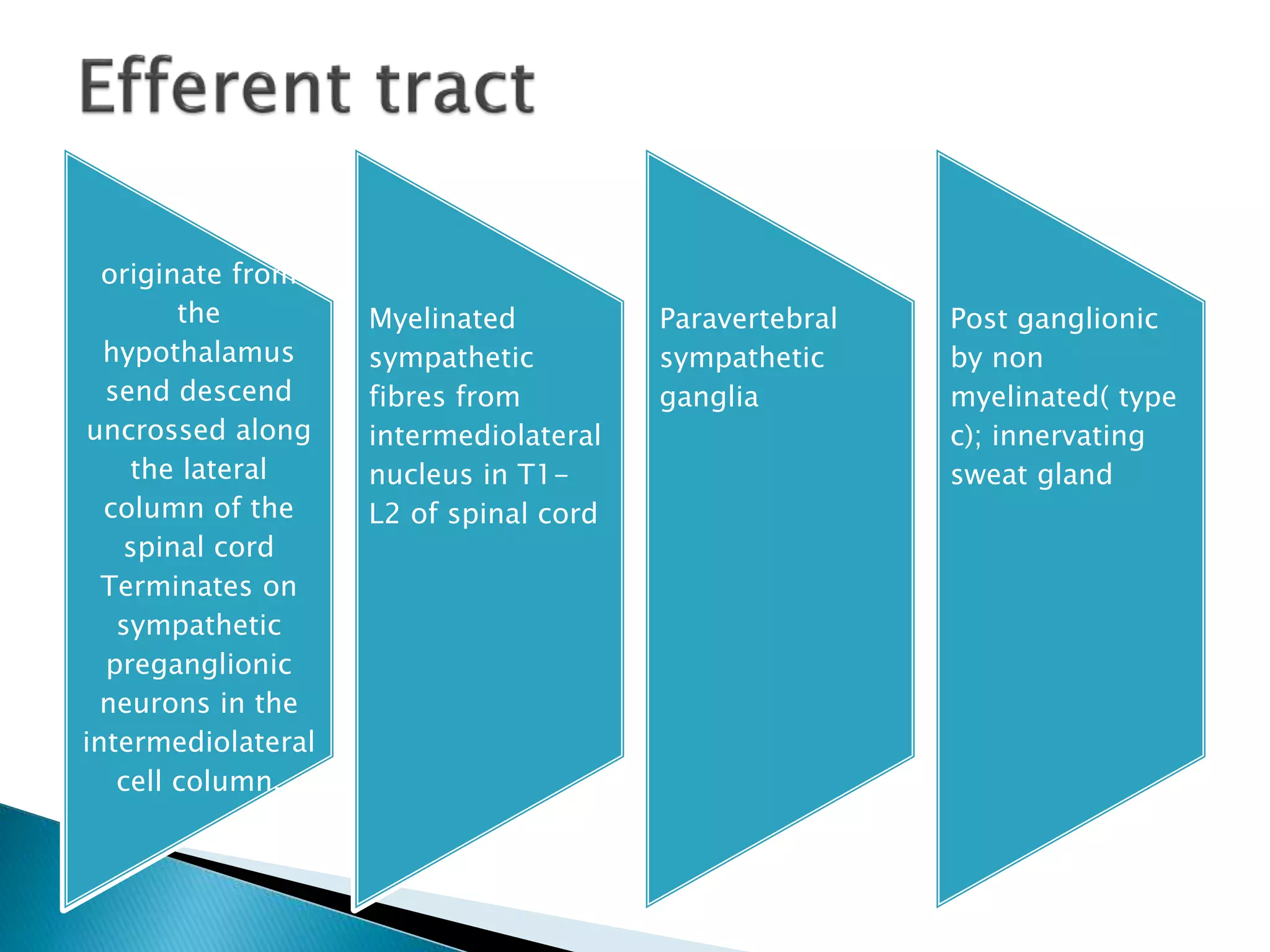 originate from
the
hypothalamus
send descend
uncrossed along
the lateral
column of the
spinal cord
Terminates on
sympathetic
preganglionic
neurons in the
intermediolateral
cell column.
Myelinated
sympathetic
fibres from
intermediolateral
nucleus in T1-
L2 of spinal cord
Paravertebral
sympathetic
ganglia
Post ganglionic
by non
myelinated( type
c); innervating
sweat gland
 