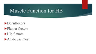Muscle Function for HB
Dorsiflexors
Planter flexors
Hip flexors
Ankle use most
 