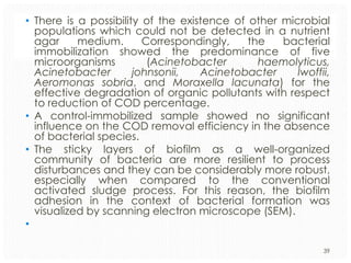 • There is a possibility of the existence of other microbial
populations which could not be detected in a nutrient
agar
medium.
Correspondingly,
the
bacterial
immobilization showed the predominance of five
microorganisms
(Acinetobacter
haemolyticus,
Acinetobacter
johnsonii,
Acinetobacter
lwoffii,
Aeromonas sobria, and Moraxella lacunata) for the
effective degradation of organic pollutants with respect
to reduction of COD percentage.
• A control-immobilized sample showed no significant
influence on the COD removal efficiency in the absence
of bacterial species.
• The sticky layers of biofilm as a well-organized
community of bacteria are more resilient to process
disturbances and they can be considerably more robust,
especially when compared to the conventional
activated sludge process. For this reason, the biofilm
adhesion in the context of bacterial formation was
visualized by scanning electron microscope (SEM).
•
39

 