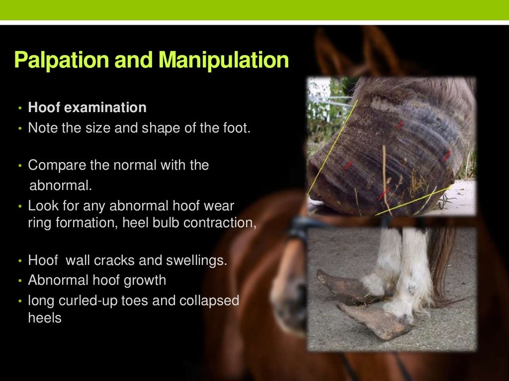 Evaluation of lameness in horses