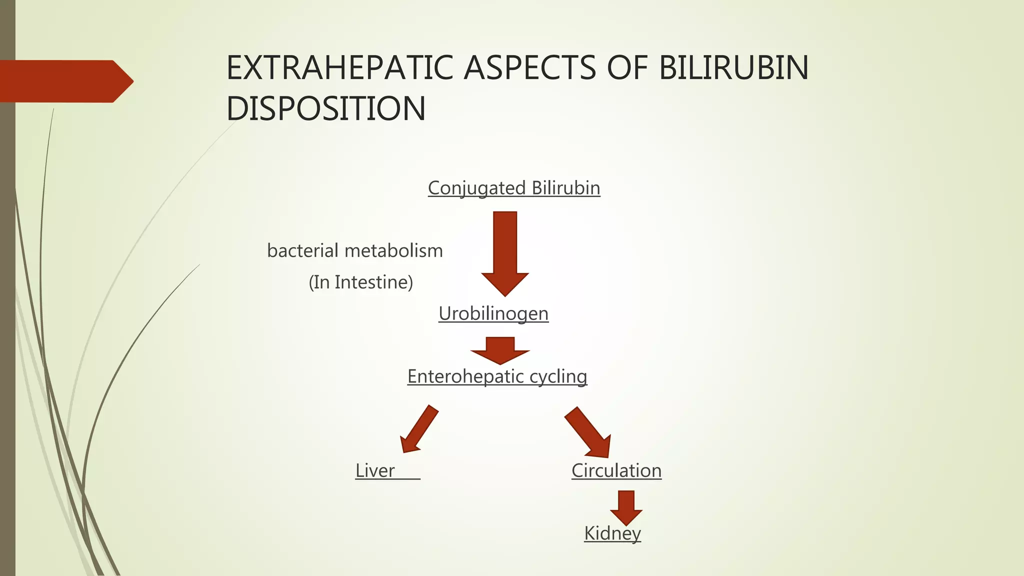 EXTRAHEPATIC ASPECTS OF BILIRUBIN
DISPOSITION
Conjugated Bilirubin
bacterial metabolism
(In Intestine)
Urobilinogen
Enterohepatic cycling
Liver Circulation
Kidney
 