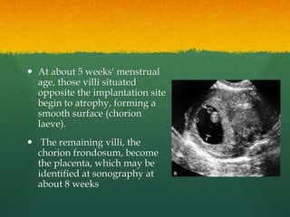  At about 5 weeks' menstrual
age, those villi situated
opposite the implantation site
begin to atrophy, forming a
smooth ...