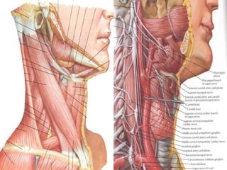    Prominent
    landmarks
   Triangles of the
    neck
   Carotid bulb
   Lymphatic levels
 