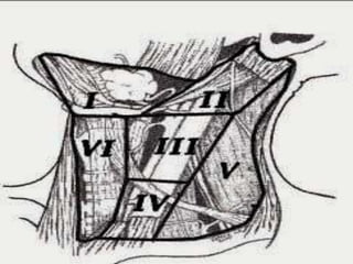    Prominent
    landmarks
   Triangles of the
    neck
   Carotid bulb
   Lymphatic levels
 