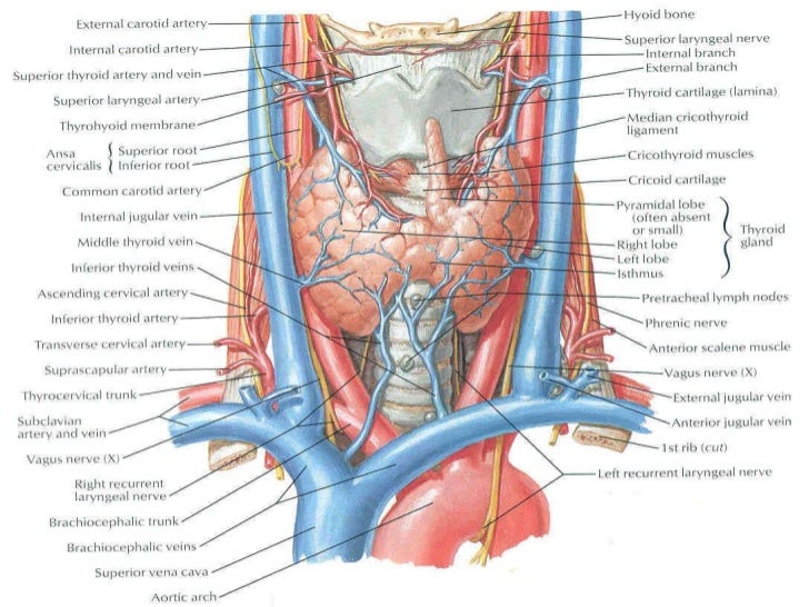 Evaluation of the neck
