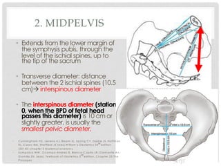 2. MIDPELVIS
• Extends from the lower margin of
the symphysis pubis, through the
level of the ischial spines, up to
the tip of the sacrum
• Transverse diameter: distance
between the 2 ischial spines (10.5
cm)à interspinous diameter
• The interspinous diameter (station
0, when the BPD of fetal head
passes this diameter) is 10 cm or
slightly greater, is usually the
smallest pelvic diameter,
is a minor elevation that marks the union site of the ilium and
pubis. These oblique diameters average less than 13 cm.
Midpelvis and Pelvic Outlet
The midpelvis is measured at the level of the ischial spines,
also called the midplane or plane of least pelvic dimensions
(Fig. 2-19). During labor, the degree of fetal head descent into
the true pelvis may be described by station, and the midpelvis
and ischial spines serve to mark zero station. The interspinous
diameter is 10 cm or slightly greater, is usually the smallest
pelvic diameter, and, in cases of obstructed labor, is particularly
Interspinous = 10 cmInterspinous = 10 cm
Transverse of inlet = 13.5 cm
Obstetrical
Conj=10.5cm
• C unningham FG , Leveno KJ, Bloom SL, Spong C Y, D ashe JS, Hoffm an
BL, C asey BM , Sheffield JS (eds).W illiam ’s O bstetrics 24th edition
(20140; chapter 2 M aternal anatom y
• Sum paico W W , O cam po-Andres IS, Blanco-C apito LR, D iam ante An,
G am illa ZN. (eds). Textbook of O bstetrics 3
rd
edition. C hapter 23 The
Passages
 