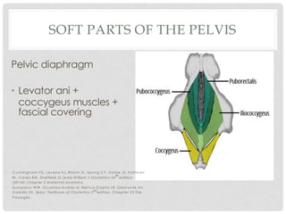 SOFT PARTS OF THE PELVIS
Pelvic diaphragm
• Levator ani +
coccygeus muscles +
fascial covering
• C unningham FG , Leveno KJ, Bloom SL, Spong C Y, D ashe JS, Hoffm an
BL, C asey BM , Sheffield JS (eds).W illiam ’s O bstetrics 24
th
edition
(20140; chapter 2 M aternal anatom y
• Sum paico W W , O cam po-Andres IS, Blanco-C apito LR, D iam ante An,
G am illa ZN. (eds). Textbook of O bstetrics 3rd edition. C hapter 23 The
Passages
 
