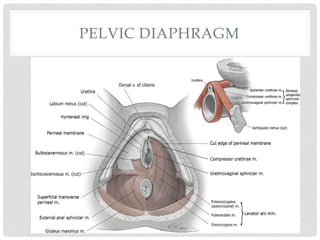 PELVIC DIAPHRAGM 23Maternal Anatomy
CHAPTER2
 