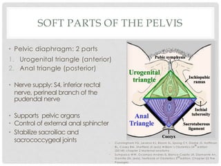 SOFT PARTS OF THE PELVIS
• Pelvic diaphragm: 2 parts
1. Urogenital triangle (anterior)
2. Anal triangle (posterior)
• Nerve supply: S4, inferior rectal
nerve, perineal branch of the
pudendal nerve
• Supports pelvic organs
• Control of external anal sphincter
• Stabilize sacroiliac and
sacrococcygeal joints • C unningham FG , Leveno KJ, Bloom SL, Spong C Y, D ashe JS, Hoffm an
BL, C asey BM , Sheffield JS (eds).W illiam ’s O bstetrics 24
th
edition
(20140; chapter 2 M aternal anatom y
• Sum paico W W , O cam po-Andres IS, Blanco-C apito LR, D iam ante An,
G am illa ZN. (eds). Textbook of O bstetrics 3rd edition. C hapter 23 The
Passages
 