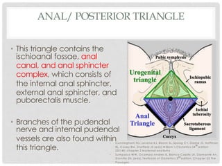 ANAL/ POSTERIOR TRIANGLE
• This triangle contains the
ischioanal fossae, anal
canal, and anal sphincter
complex, which consists of
the internal anal sphincter,
external anal sphincter, and
puborectalis muscle.
• Branches of the pudendal
nerve and internal pudendal
vessels are also found within
this triangle.
• C unningham FG , Leveno KJ, Bloom SL, Spong C Y, D ashe JS, Hoffm an
BL, C asey BM , Sheffield JS (eds).W illiam ’s O bstetrics 24
th
edition
(20140; chapter 2 M aternal anatom y
• Sum paico W W , O cam po-Andres IS, Blanco-C apito LR, D iam ante An,
G am illa ZN. (eds). Textbook of O bstetrics 3rd edition. C hapter 23 The
Passages
 