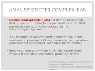 ANAL SPHINCTER COMPLEX: EAS
• External Anal Sphincter (EAS) is a striated muscle ring
that anteriorly attaches to the perineal body and that
posteriorly connects to the coccyx via the
anococcygeal ligament.
• EAS maintains a constant resting contraction to aid
continence, provides additional squeeze pressure when
continence is threatened, yet relaxes for defecation.
• Receives blood supply from the inferior rectal artery,
which is a branch of the internal pudendal artery.
• C unningham FG , Leveno KJ, Bloom SL, Spong C Y, D ashe JS, Hoffm an
BL, C asey BM , Sheffield JS (eds).W illiam ’s O bstetrics 24
th
edition
(20140; chapter 2 M aternal anatom y
• Sum paico W W , O cam po-Andres IS, Blanco-C apito LR, D iam ante An,
G am illa ZN. (eds). Textbook of O bstetrics 3rd edition. C hapter 23 The
Passages
 