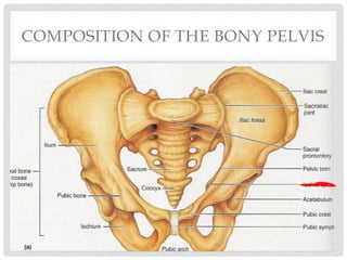 COMPOSITION OF THE BONY PELVIS
 