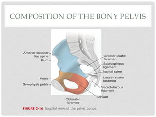 COMPOSITION OF THE BONY PELVIS
nctioning
muscle is
l layer. In
e replaced
muscular
ntractions
arian hor-
ar epithe-
n a sparse
ying myo-
fimbriated
e patches.
e two cell
mucosa is
vely more
n is occu-
The current
of flow is
y cilia and
ant factor
blood ves-
e tubes is
tion. This
Anterior superior
iliac spine
Ilium
Pubis
Symphysis pubis
Greater sciatic
foramen
Sacrospinous
ligament
Ischial spine
Lesser sciatic
foramen
SacrotuberousS
ligament
Ischium
Obturator
foramen
FIGURE 2-16 Sagittal view of the pelvic bones.
linea terminalis serves as the superior
border, whereas the pelvic outlet is the inferior margin. The
posterior boundary is the anterior surface of the sacrum, and
the lateral limits are formed by the inner surface of the ischial
bones and the sacrosciatic notches and ligaments. In front,
 
