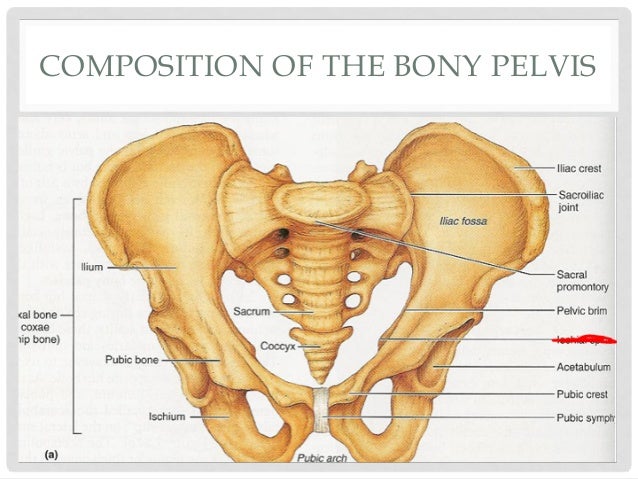 Evaluation of the pelvis