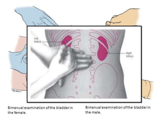 Evaluation Of The Urologic Patient PPTX Evaluation Of The Urologic Patient PPTX