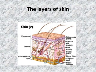 The layers of skin
 